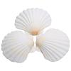 Lucky Baby 25pcs Scallop Shells for Crafts, 2-3 Inches White Large Natural Seashells for DIY Home Decor, Baking Shells for Serving Food view 1