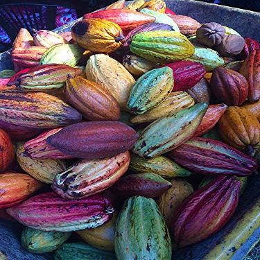Home Comforts Fruit Cocoa Pods Fresh Nature Cacao Chocolate Pods Vivid Imagery Laminated Poster Print 12 Inch by 18 Inch