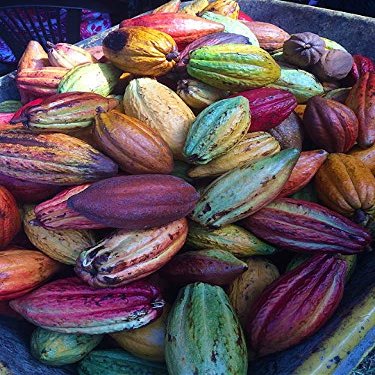 Home Comforts Fruit Cocoa Pods Fresh Nature Cacao Chocolate Pods Vivid Imagery Laminated Poster Print 12 Inch by 18 Inch