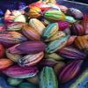 Home Comforts Fruit Cocoa Pods Fresh Nature Cacao Chocolate Pods Vivid Imagery Laminated Poster Print 12 Inch by 18 Inch view 1