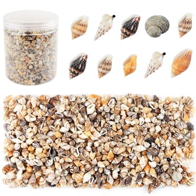 2000 Pcs Tiny Sea Shells for Crafting,Mixed Ocean Beach Mini Seashells Bulk for Home Decorations,Beach Theme Party, Small Shells for Craft, Wedding Decor, Fish Tank Vase Filler(5-12 mm)