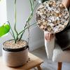 2000 Pcs Tiny Sea Shells for Crafting,Mixed Ocean Beach Mini Seashells Bulk for Home Decorations,Beach Theme Party, Small Shells for Craft, Wedding Decor, Fish Tank Vase Filler(5-12 mm) view 2