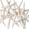 Starfish Decor - Star Fish for Craft - 10pk Uniquely Shaped 6-8" White Real Sea Stars - Beach Wedding Decor - Coastal Party Decorations view 1