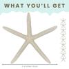 Starfish Decor - Star Fish for Craft - 10pk Uniquely Shaped 6-8" White Real Sea Stars - Beach Wedding Decor - Coastal Party Decorations view 4