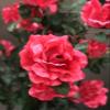 AMERIQUE Pair Gorgeous & Unique 4 Feet Red Roses with Leaves Artificial Tree Silk Plant, Pre-Potted with Nursery Pot, Feel Real Tech. view 3