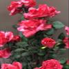 AMERIQUE Pair Gorgeous & Unique 4 Feet Red Roses with Leaves Artificial Tree Silk Plant, Pre-Potted with Nursery Pot, Feel Real Tech. view 4