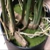 AMERIQUE Pair Gorgeous 4 Feet Tropical Monstera Palm Artificial Plant Tree with Nursery Pot, Real Touch Technology, with UV Protection, Green, 2 view 3