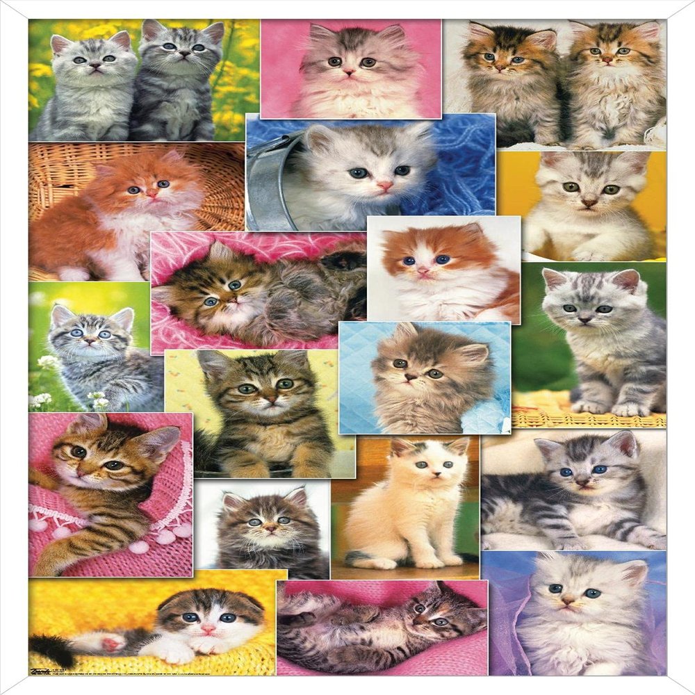 Trends International Keith Kimberlin - Kittens Collage Wall Poster, 22.375" x 34", White Framed Version