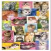 Trends International Keith Kimberlin - Kittens Collage Wall Poster, 22.375" x 34", White Framed Version view 1