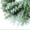 Living Baby Blue Eucalyptus Wreath 16 inch Handcrafted Fresh Cut Greenery Wreath for Front Door Church Door Decor Wedding House Warming Holiday Gift | Yoga Lovers | Self-Care view 2