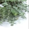 Living Baby Blue Eucalyptus Wreath 16 inch Handcrafted Fresh Cut Greenery Wreath for Front Door Church Door Decor Wedding House Warming Holiday Gift | Yoga Lovers | Self-Care view 4
