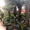 AMERIQUE Gorgeous 6 Feet Cycas Revoluta Sago Palm Tree with Nursery Pot, Real Touch Technology, with UV Protection, Super Quality view 4