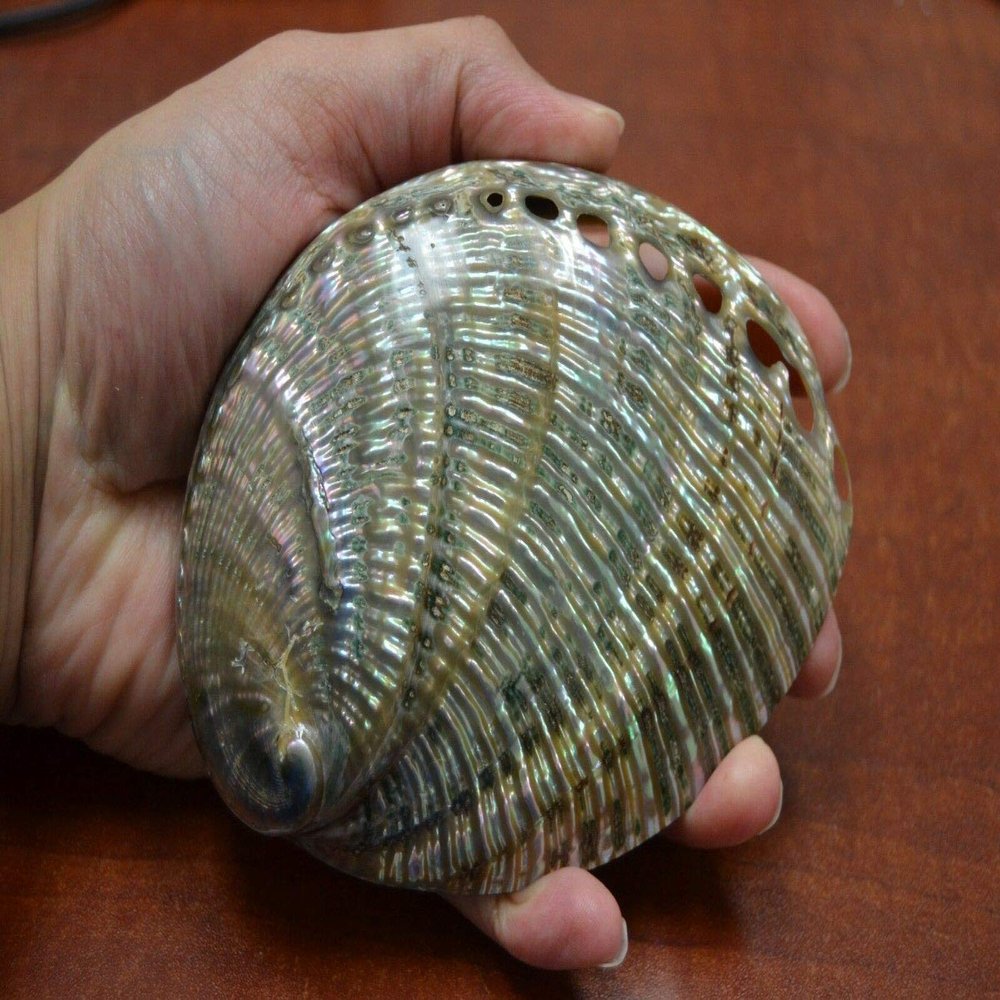 JumpingLight Polished Both Sides Green Abalone SEA Shell Beach Decor 5" - 5 1/2" #7451 Beach Wedding Nautical Decor Crafts - Beach Nautical