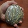 JumpingLight Polished Both Sides Green Abalone SEA Shell Beach Decor 5" - 5 1/2" #7451 Beach Wedding Nautical Decor Crafts - Beach Nautical view 1