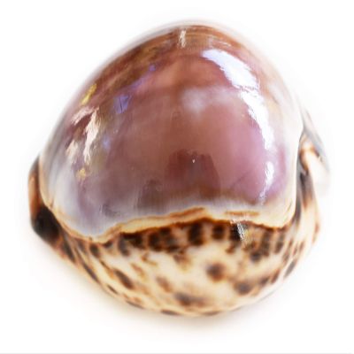 Set of 6 Large Purple Top Tiger Cowrie Shells Seashell 3" Beach Crafts Nautical Decor Art