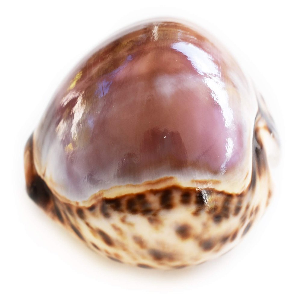 Set of 6 Large Purple Top Tiger Cowrie Shells Seashell 3" Beach Crafts Nautical Decor Art