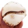 Set of 6 Large Purple Top Tiger Cowrie Shells Seashell 3" Beach Crafts Nautical Decor Art view 2