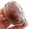 Set of 6 Large Purple Top Tiger Cowrie Shells Seashell 3" Beach Crafts Nautical Decor Art view 3