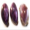 Set of 6 Large Purple Top Tiger Cowrie Shells Seashell 3" Beach Crafts Nautical Decor Art view 4