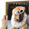 ArtToFrames 19x27 Inch Gold Picture Frame, This 0.80 Inch Custom Wood Poster Frame is Gold Leaf with Bead Compo - Comes with Economy Acrylic and Corrugated Backing (2WOMD6864-19x27) view 1
