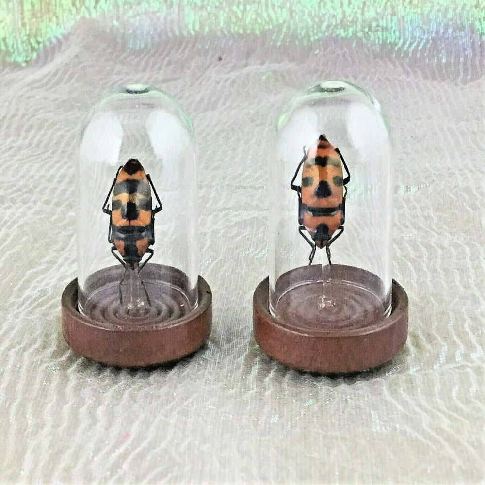 Entomology Man Faced Beetle Glass Dome Display Collectible Bug
