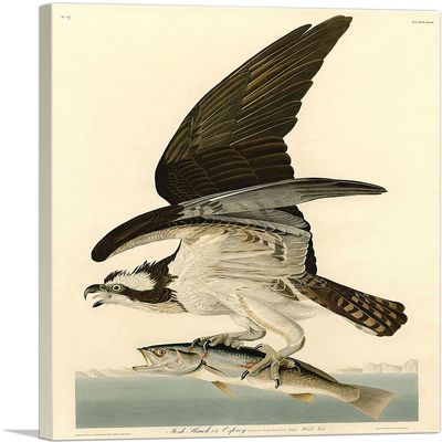 ARTCANVAS Fish Hawk - Osprey Canvas Art Print Stretched Framed Painting Picture Poster Giclee Wall Decor by John James Audubon - 40" x 26" (0.75" Deep)