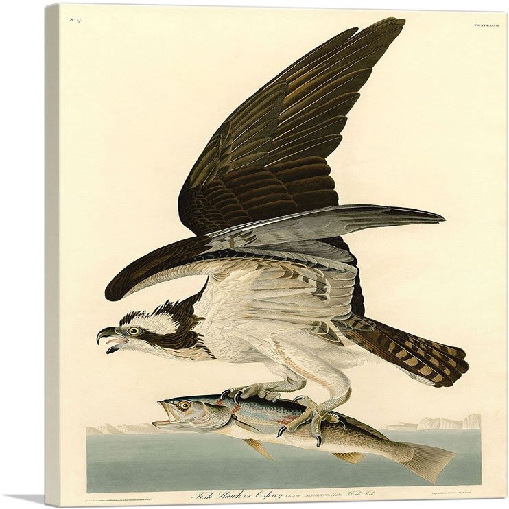 ARTCANVAS Fish Hawk - Osprey Canvas Art Print Stretched Framed Painting Picture Poster Giclee Wall Decor by John James Audubon - 40" x 26" (0.75" Deep)