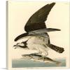 ARTCANVAS Fish Hawk - Osprey Canvas Art Print Stretched Framed Painting Picture Poster Giclee Wall Decor by John James Audubon - 40" x 26" (0.75" Deep) view 1