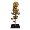 Asylum Zone Vintage in-Utero Fetus Skeleton view 3