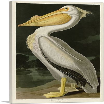 ARTCANVAS American White Pelican Canvas Art Print Stretched Framed Painting Picture Poster Giclee Wall Decor by John James Audubon - 40" x 26" (0.75" Deep)