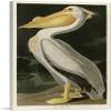 ARTCANVAS American White Pelican Canvas Art Print Stretched Framed Painting Picture Poster Giclee Wall Decor by John James Audubon - 40" x 26" (0.75" Deep) view 1