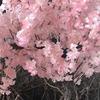 Artificial Cherry Blossom Trees - 5 Feet Blossom Tree - Light Pink - Real Wood Stems and Lifelike Leaves Replica Artificial Plant view 4