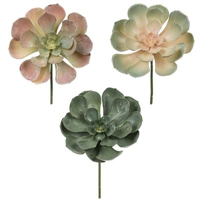 8.5 Peperomia Succulents Asst 6/Pk