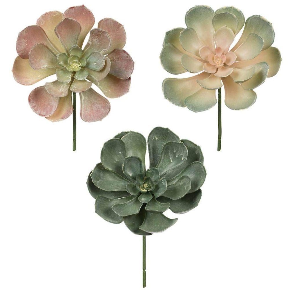 8.5 Peperomia Succulents Asst 6/Pk