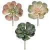 8.5 Peperomia Succulents Asst 6/Pk view 1