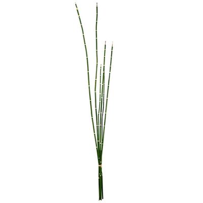 31'' Green Horsetail Bundle 2/Pk