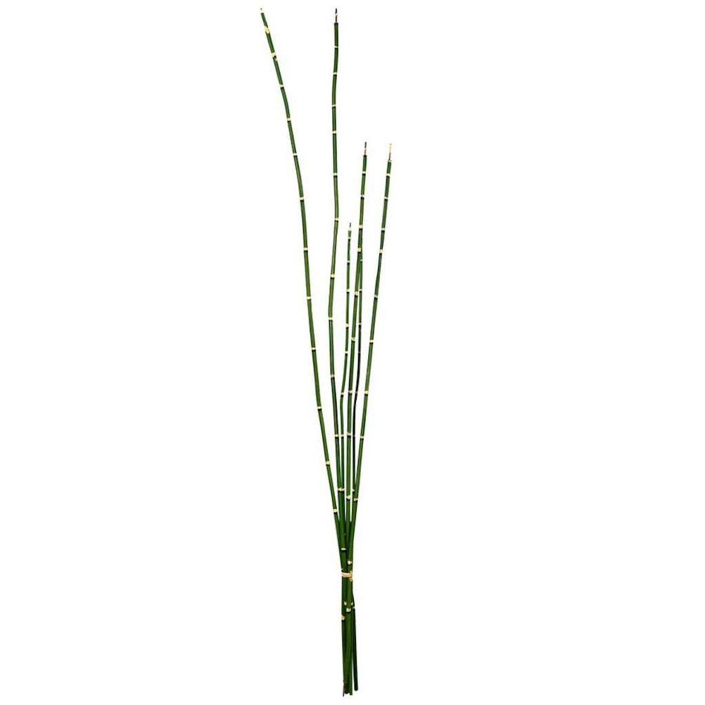 31'' Green Horsetail Bundle 2/Pk