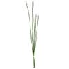 31'' Green Horsetail Bundle 2/Pk view 1