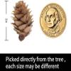 Deloky 150 Pcs Christmas Natural Mini Pine Cones- 2CM Thanksgiving Small Pinecones Ornaments Vase Fillers for DIY Crafts, Home Decorations, Fall and Christmas, Wedding Decor view 3