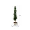 Vickerman Everyday Artificial Cedar Tree 48 Inch - Potted Natural Green Cedar Topiary - Indoor Home Living Room Office Christmas Faux Decor - Maintenance Free view 2