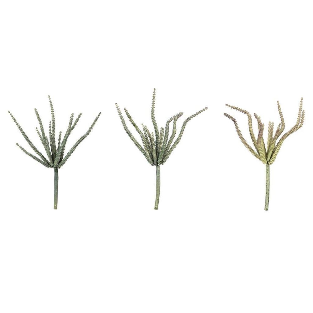 10.5 Green Haworthia Spray Asst 6/Pk
