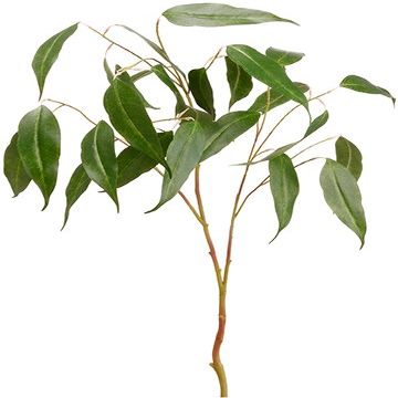 Arcadia Silk Plantation 36" Eucalyptus Spray Green (Pack of 12)