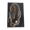 Amore Jewell Contented Pig with Base Fengshui Decoration Ornament Gift for Home & Office (Liuli Crystal Glass) view 4