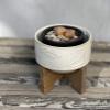 Flora Bunda 4 Inch Constellation Ceramic Pot on Wood Stand Mid Century,Ivory 4" view 3
