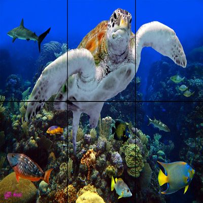 A Coral Community Tile Mural 12 x 18 Inches | Beautiful Under Water Photography Printed on Ceramic Tiles | Original Photos by Florida Keys Artist Nadine and Glenn Lahti