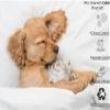 Rv Short Queen Size Sheet Set - 4 Piece - Hotel Luxury Bed Sheets- Easy- Fits (7-9" Inch) Deep Pocket 800-Thread Count 100% Egyptian Cotton ( Rv Short Queen - 60" X 75"- Sage Solid) view 4