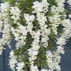 AMERIQUE Gorgeous & Unique 5 Feet Blooming Artificial Silk Creamy White Wisteria Tree with Twisted Trunks, in Nursery Pot, Feel Real Technology view 2