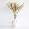 Afloral Preserved Congo Grass view 1
