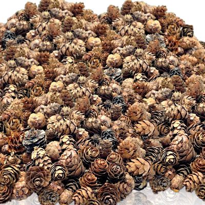 Pinecones - Natural Brown Color - About 4,500 Pieces in Assorted Sized Pine Cones - 6 lbs - Christmas Potpourri Bowl Filler - DIY Crafts - Unscented - 1/4" to 1" L