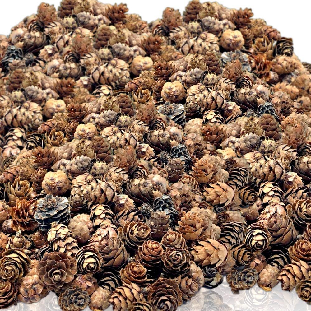 Pinecones - Natural Brown Color - About 4,500 Pieces in Assorted Sized Pine Cones - 6 lbs - Christmas Potpourri Bowl Filler - DIY Crafts - Unscented - 1/4" to 1" L